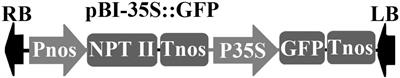 A Stable Agrobacterium rhizogenes-Mediated Transformation of Cotton (Gossypium hirsutum L.) and Plant Regeneration From Transformed Hairy Root via Embryogenesis